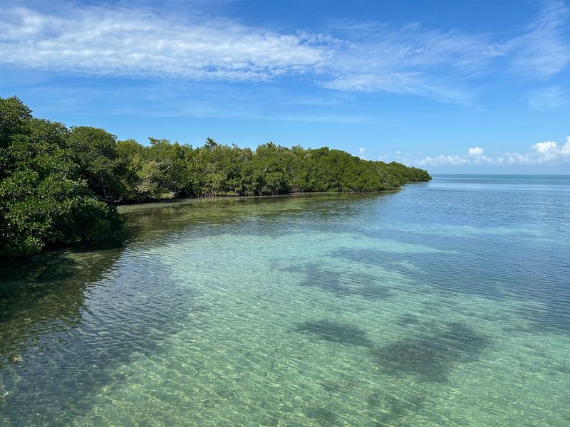 Virgin Tropical Hardwood Forest Unchanged for Centuries