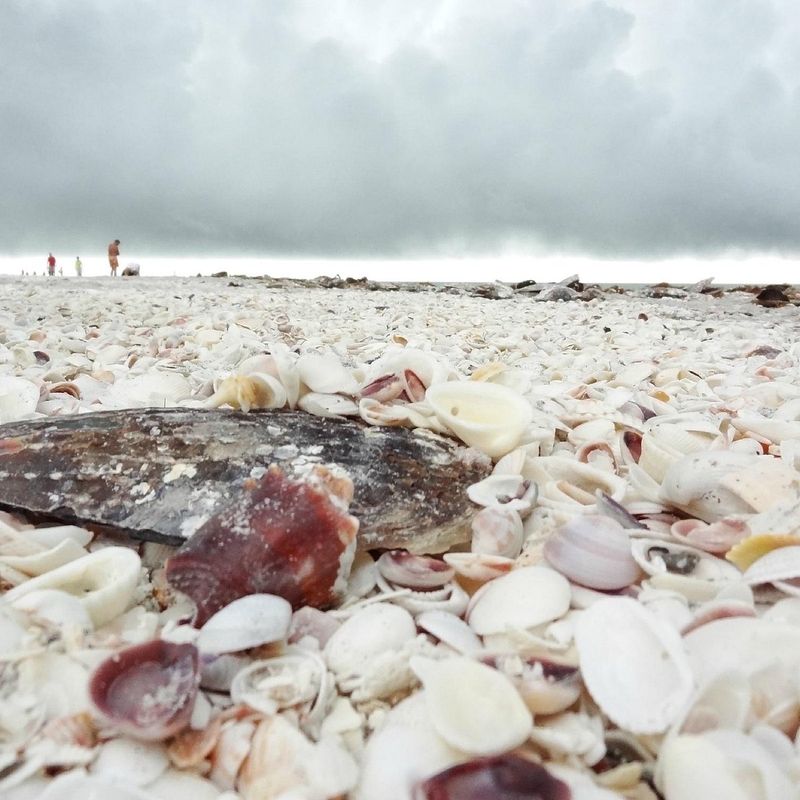 The Magic Behind Sanibel's Shell Bounty