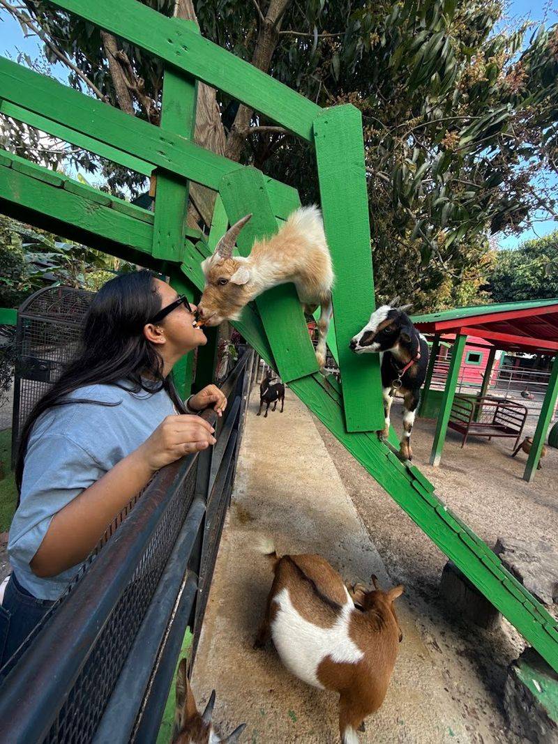 Cross The Famous Goat Bridge While They Beg For Snacks