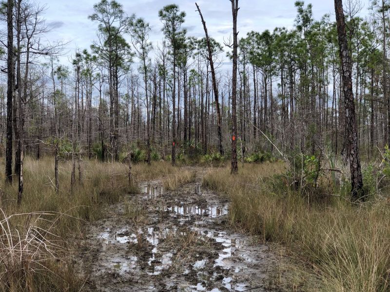 Florida Trail (Big Cypress Section)