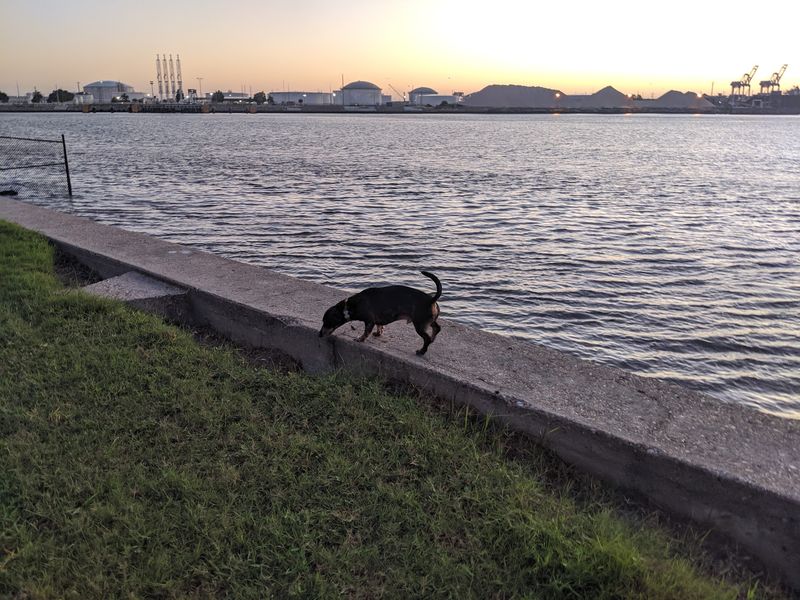 Davis Island Dog Beach