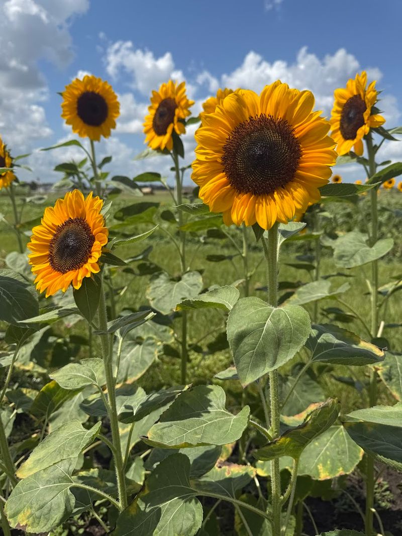 Dade City Farms (Dade City)