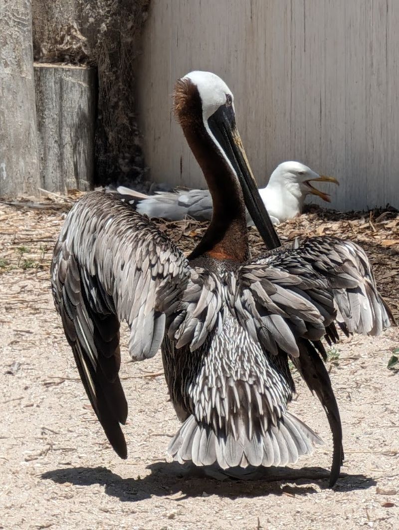 Watch Pelican Feeding Time