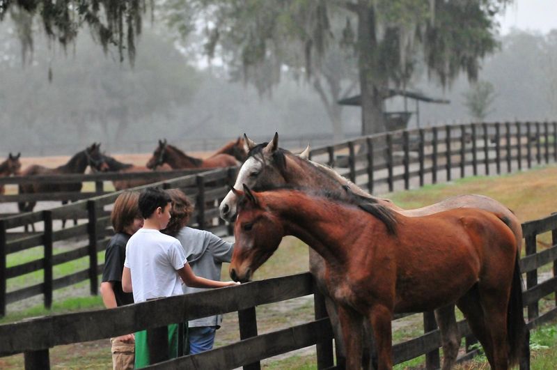 Horseback Riding and Carriage Experiences