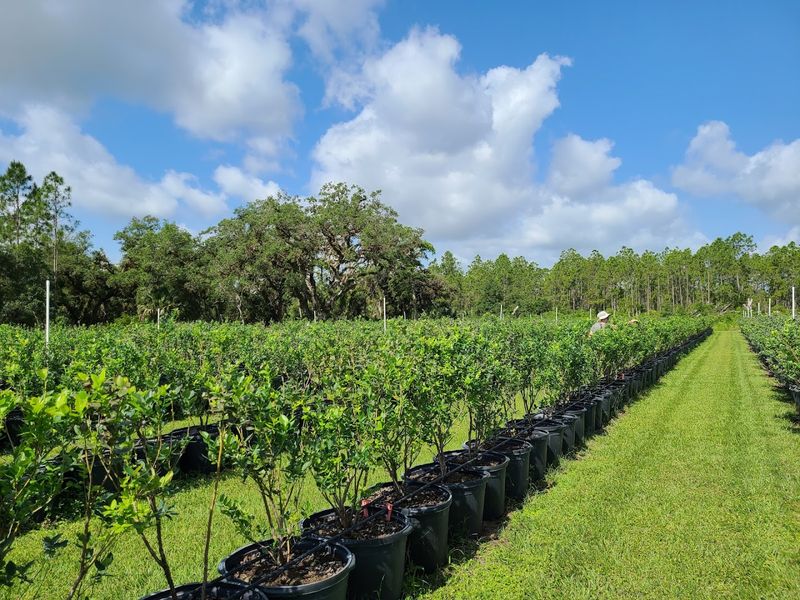 Blueberry Bunch Farm (LaBelle)