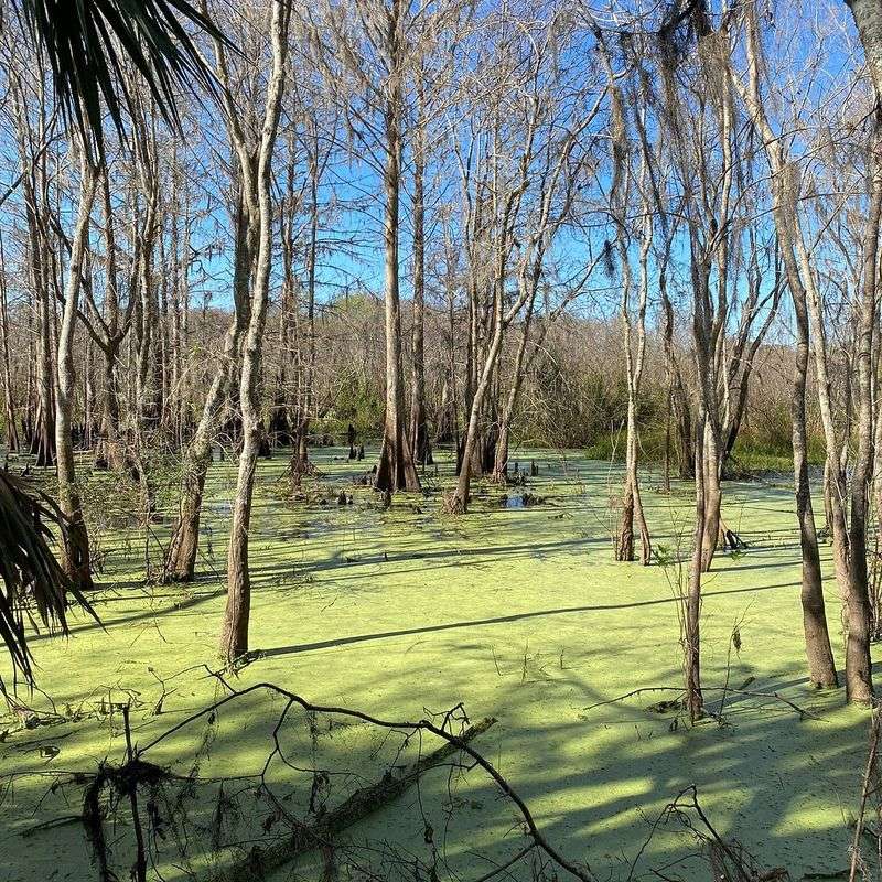 Black Bear Wilderness Loop (Seminole County)