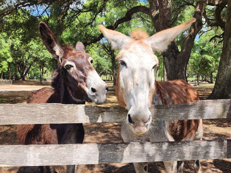 Friendly Donkeys And Parrots Add Unexpected Delight