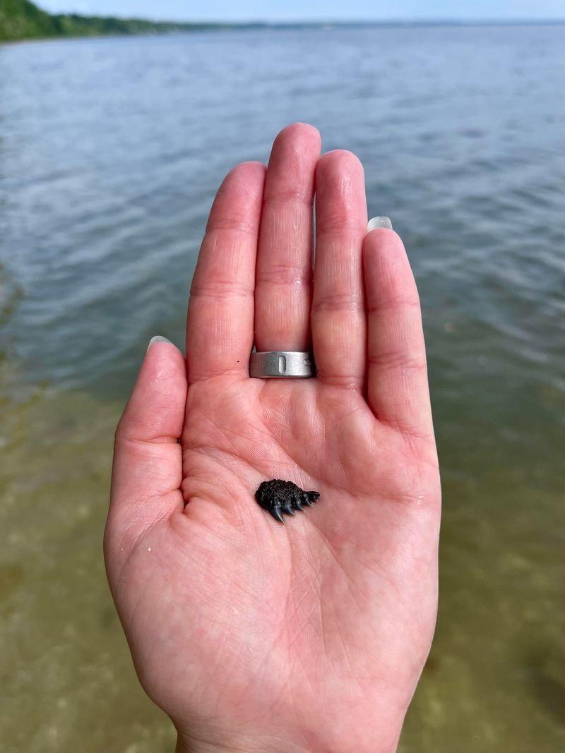 Best Times to Search for Shark Teeth and Fossils