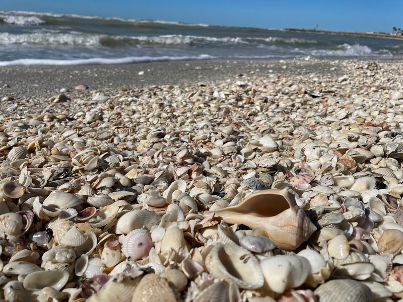 Sanibel Island (shell-covered beaches)