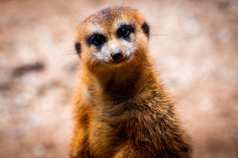 Brevard Zoo – Melbourne