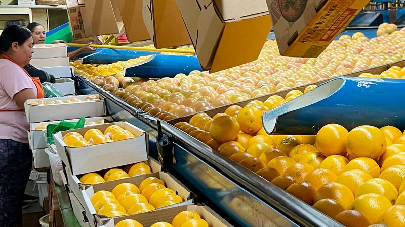 Al's Family Farms Citrus & Chocolate Shop (Fort Pierce)