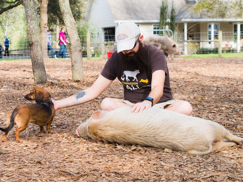 Free-Roaming Pigs and Turkeys