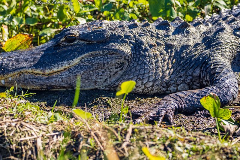 1,700 Alligators Sunbathing Along the Trails