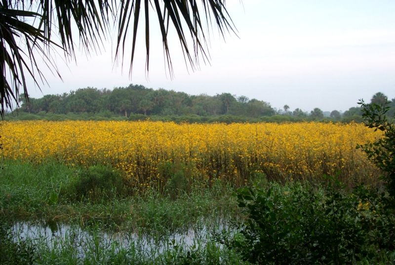 Lake Jesup Wilderness Area Trails (Sanford)