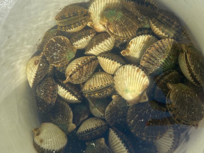 Scalloping Season: The Event That Puts Steinhatchee on the Map