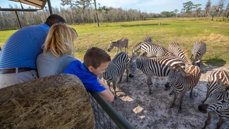 Guided Open-Air Bus Tour With JJ