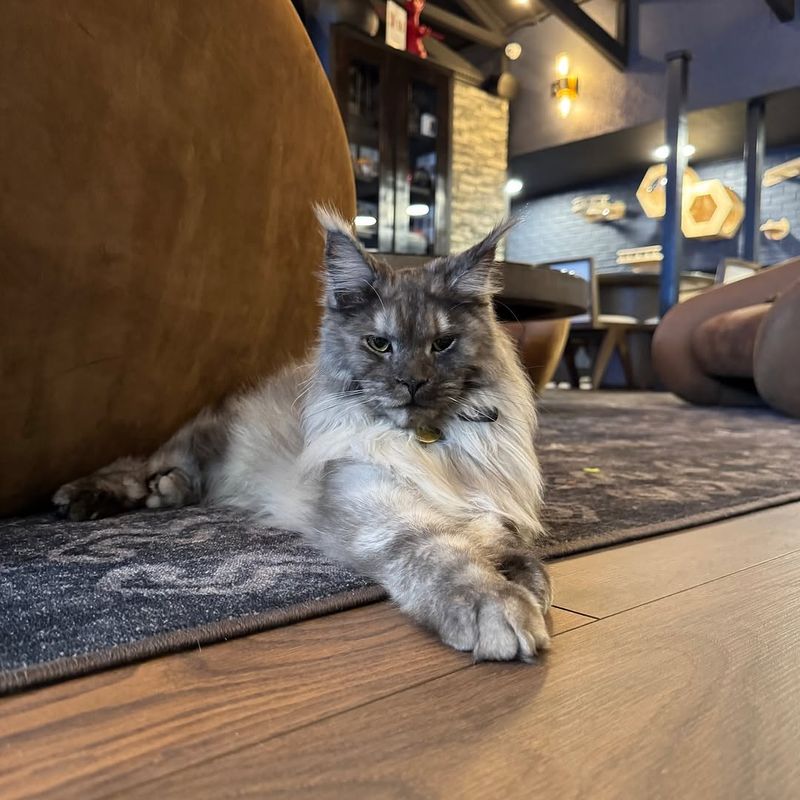 An Adoption Center That Actually Changes Lives