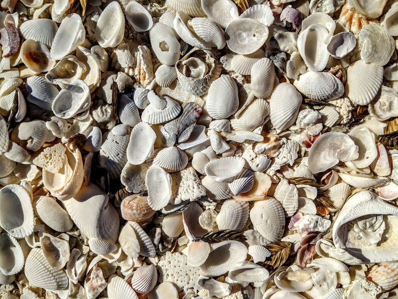 Ten Thousand Islands (Kice Island, Dickmans Island)