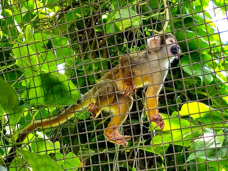 Monkey Jungle (Miami)