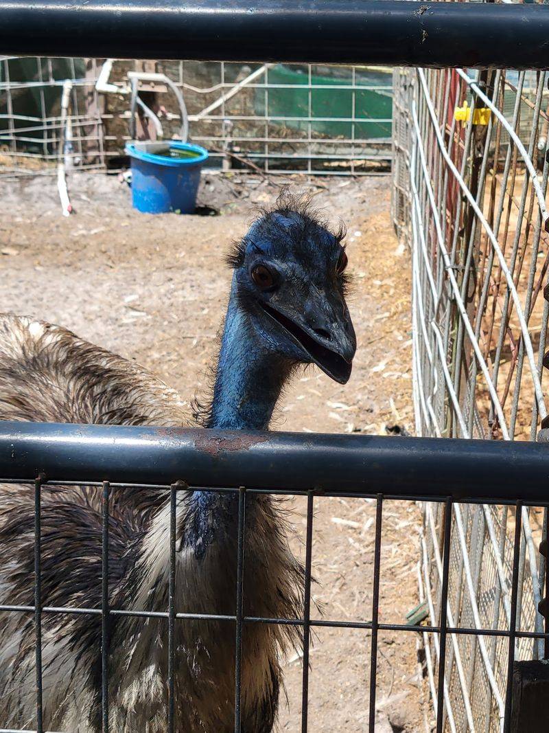 Animal Encounters and Pony Rides for Kids