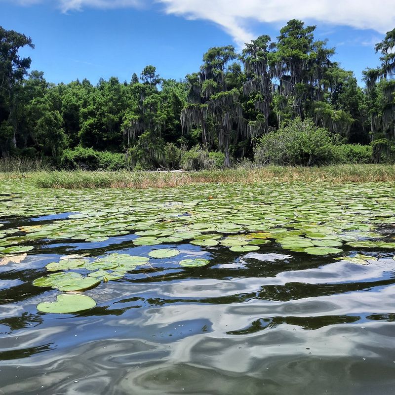 Winter Haven (Chain of Lakes)