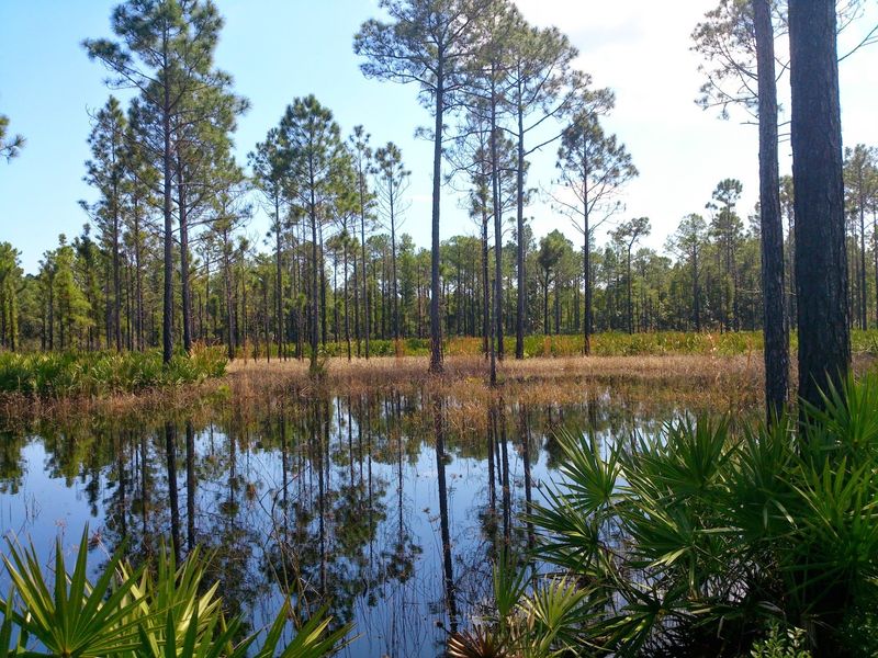 Pumpkin Hill Creek Preserve: Jacksonville's Quiet Corner