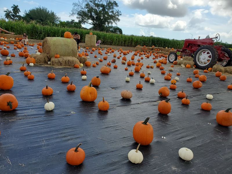 The Berry Farms (Miami)