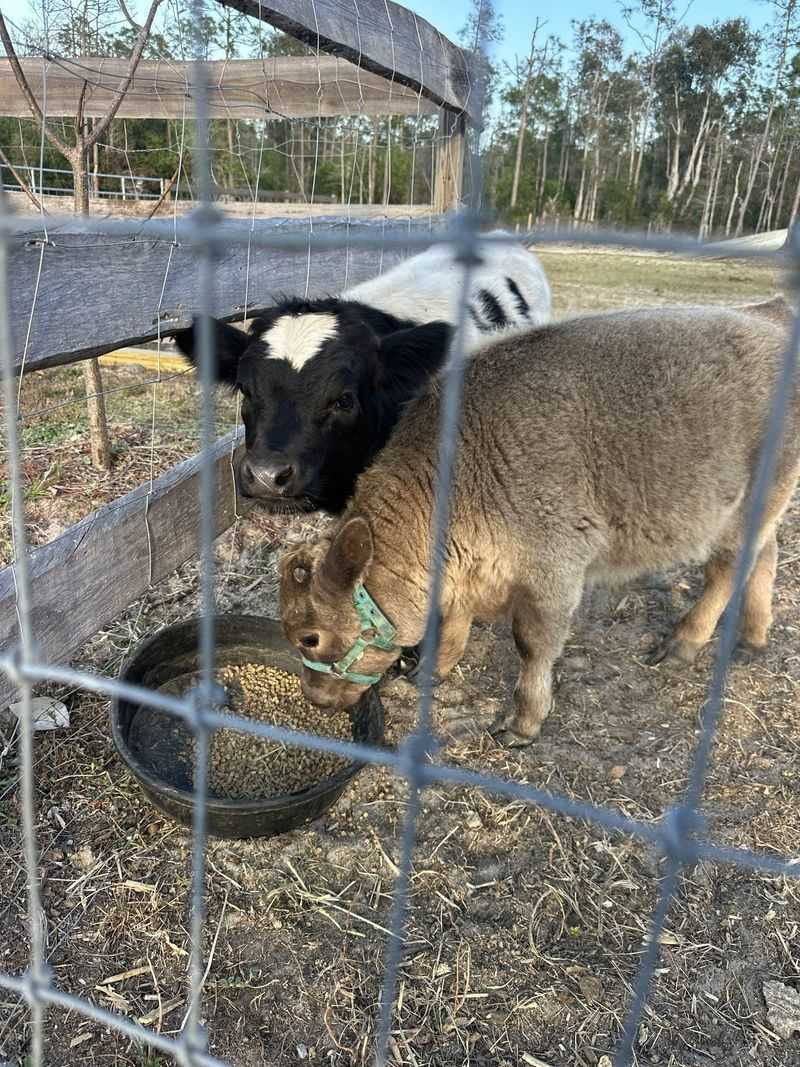 Meet the Miniature Residents Who Run the Show