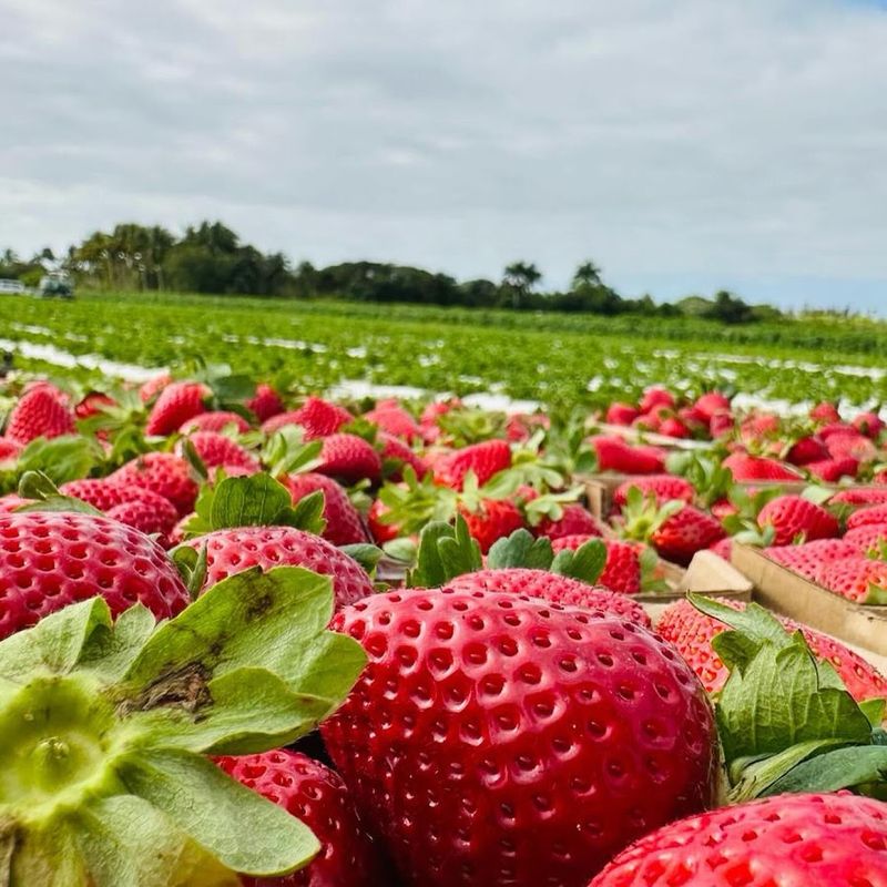 The Berry Farm, Miami