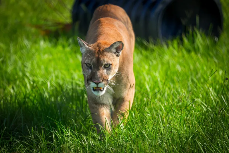 Florida Panthers Prowling Close Enough to Appreciate
