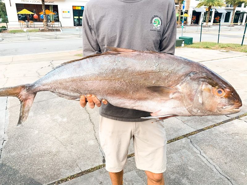 Jensen Brothers Seafood (Dunedin)