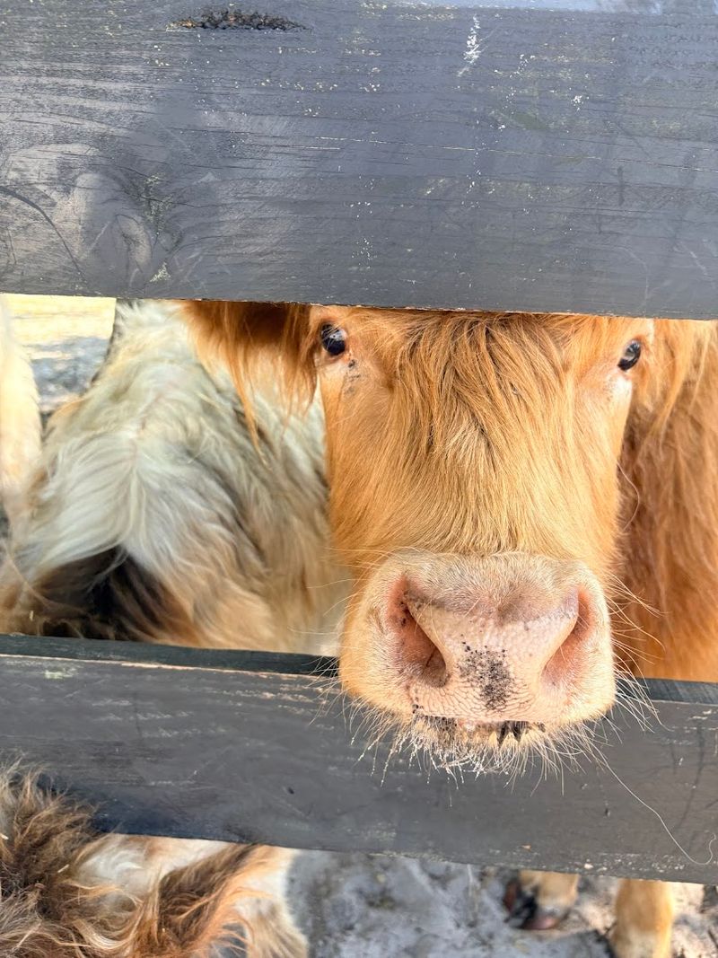 Hand-Feed Friendly Farm Animals