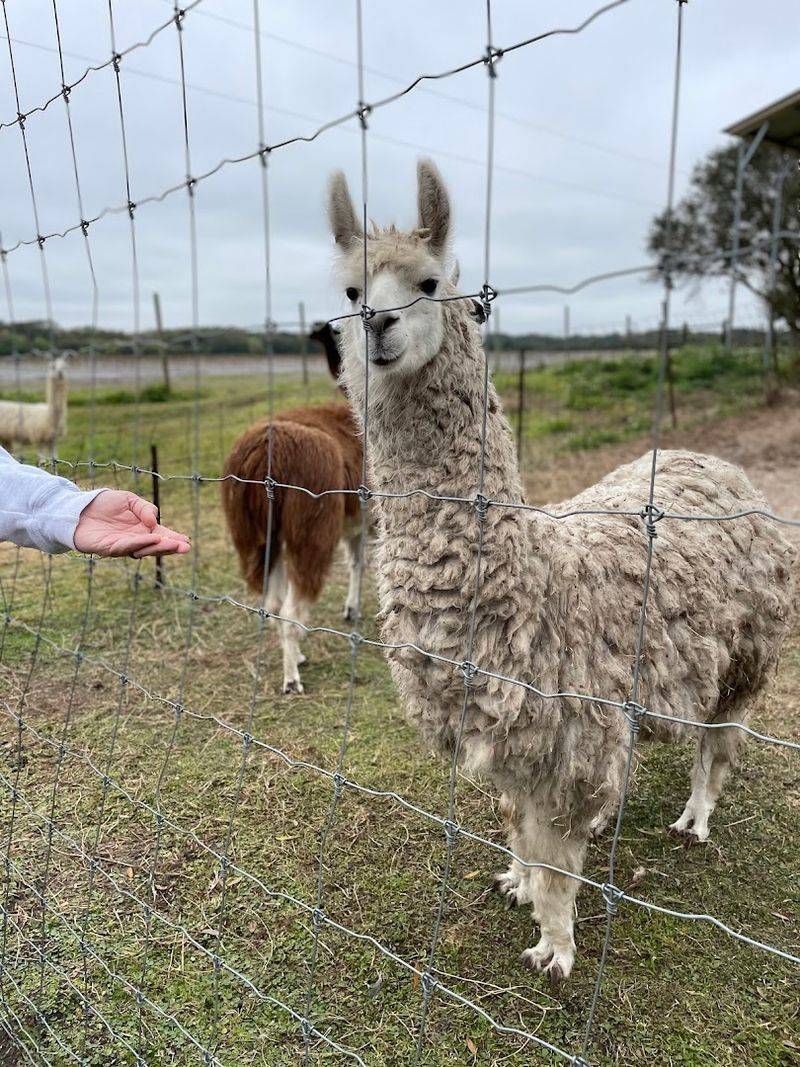 Big Petting Zoo Highlights
