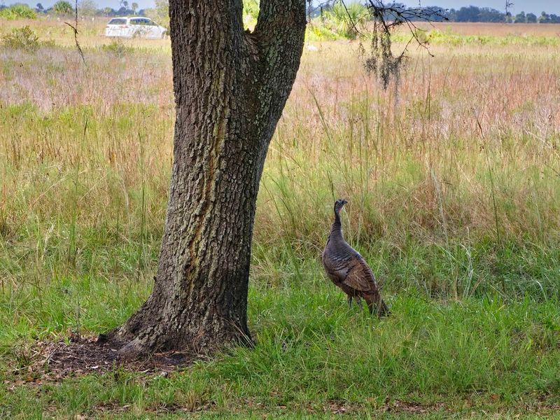 Wildlife Encounters Around Every Corner