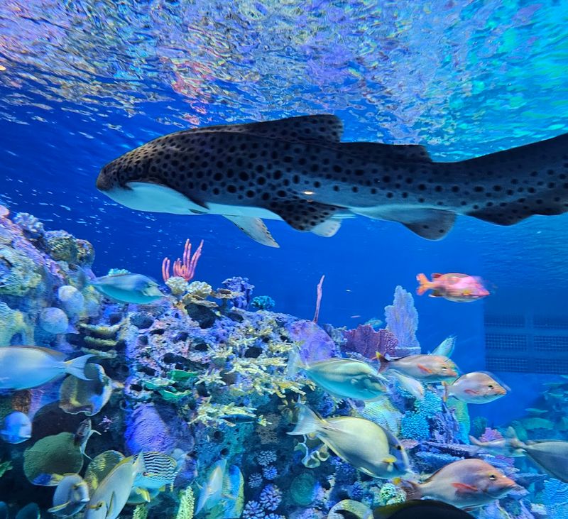 Interactive Touch Tanks Put You Directly in Contact With Living Animals