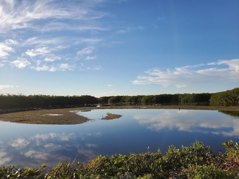 Ding Darling Wildlife Refuge: Nature's Front-Row Seat