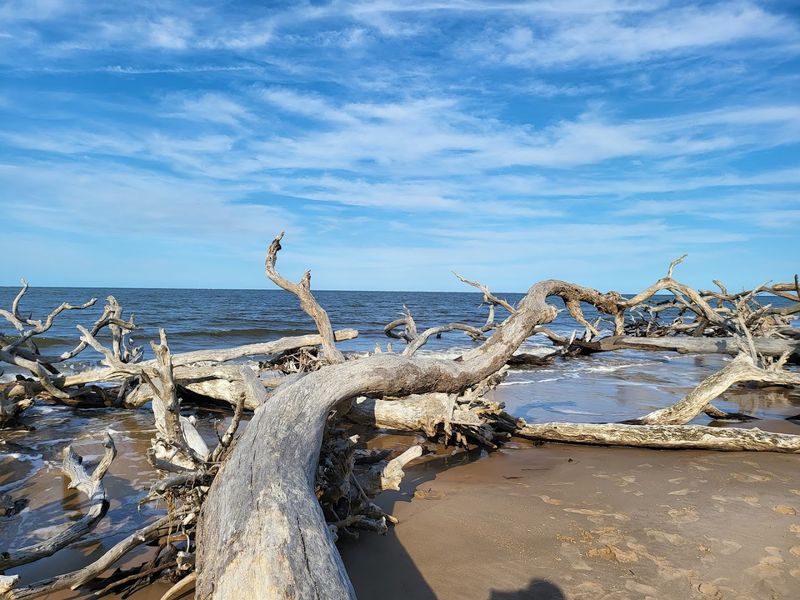 Big Talbot Island State Park Shoreline Trail (Jacksonville)