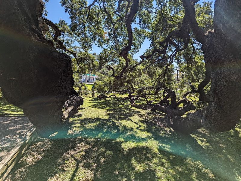Family-Friendly Natural Playground