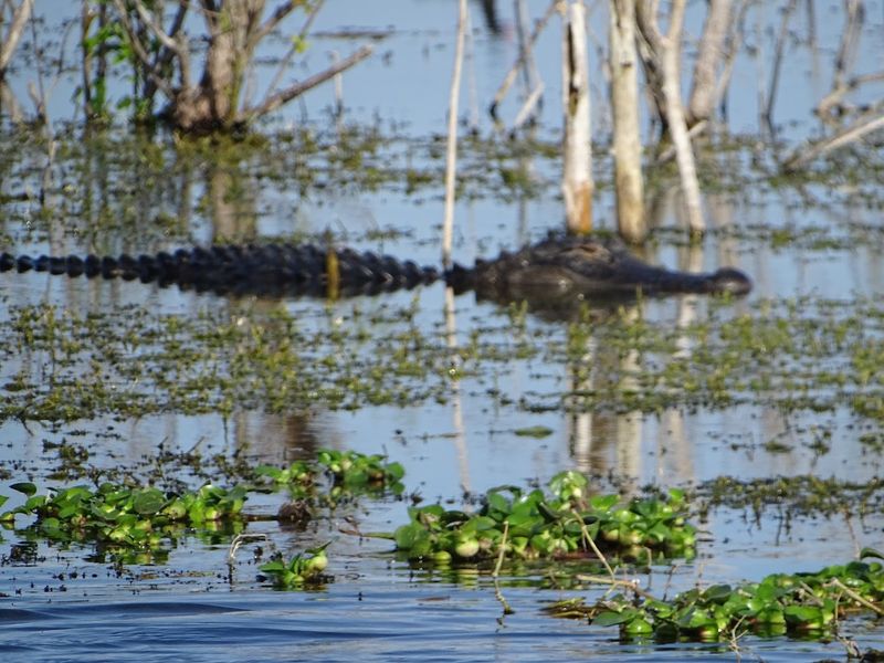 Safety Rules Keep Wild Animals Wild