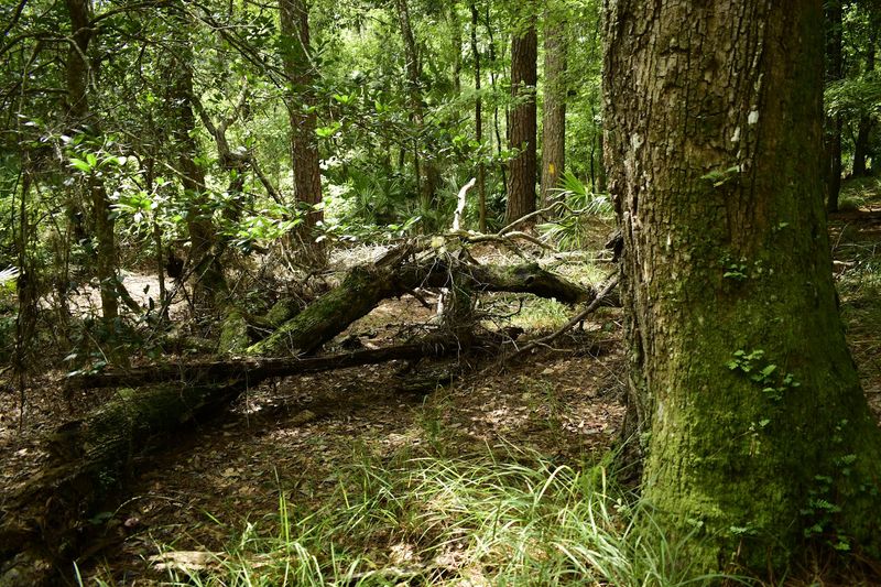 Big Shoals Area Trails at Big Shoals State Park