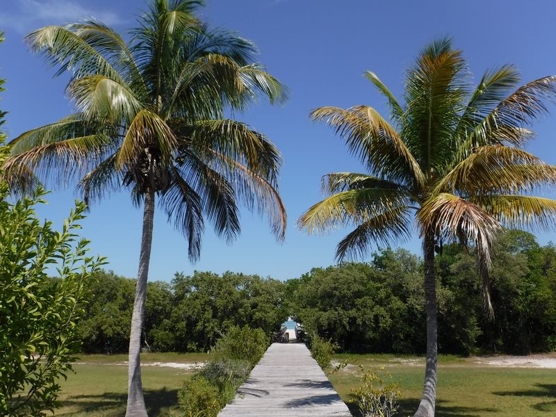 Mangrove Cleanup Opportunities Connect You to Conservation