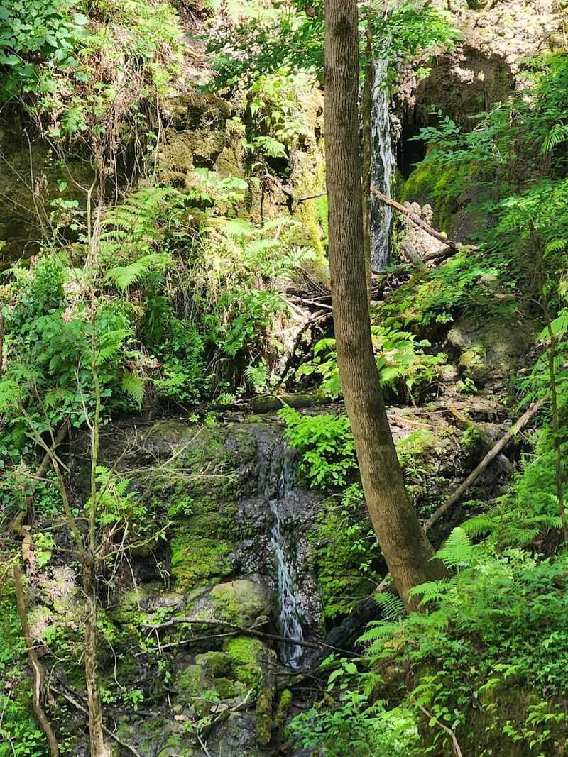 Devil’s Millhopper Geological State Park (Gainesville)