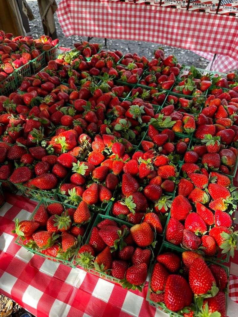 Strawberry Picking Transforms Winter Weekends