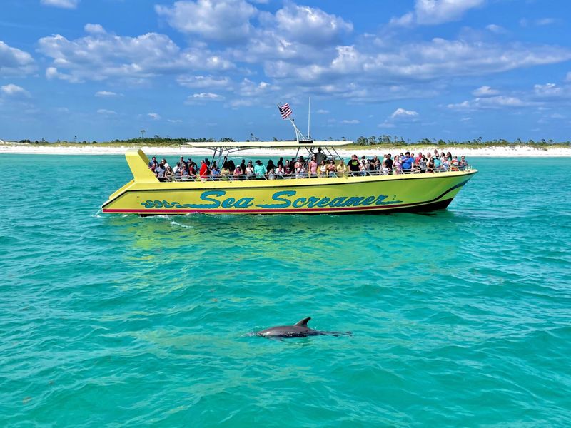 Sea Screamer Dolphin Cruise