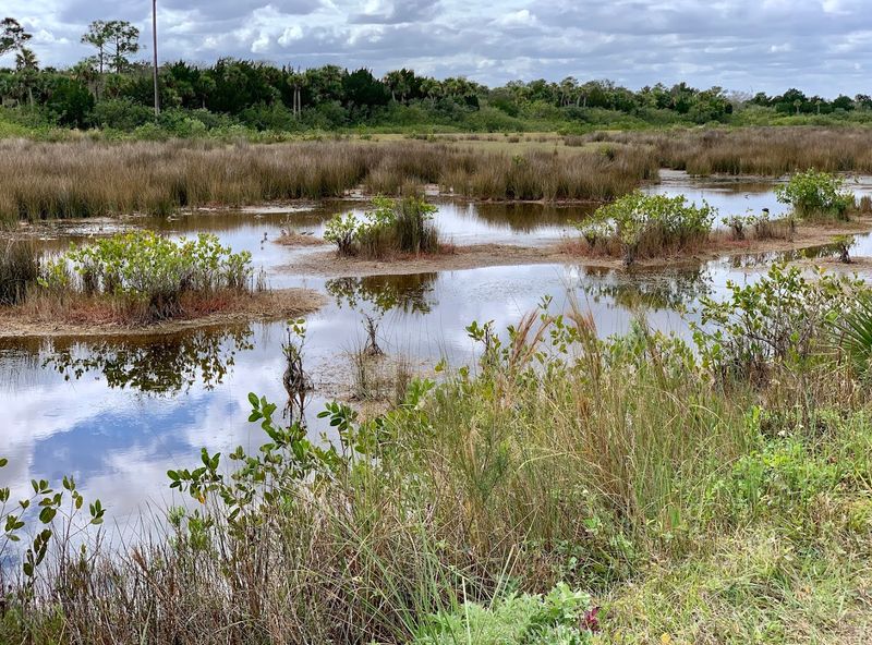 Black Point Wildlife Drive Delivers Nonstop Action