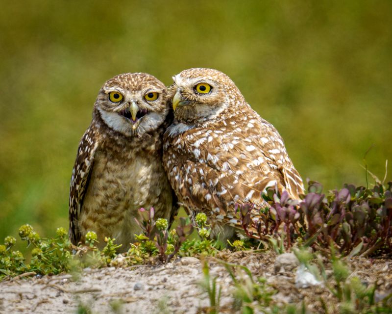 Burrowing Owls Call This Park Home