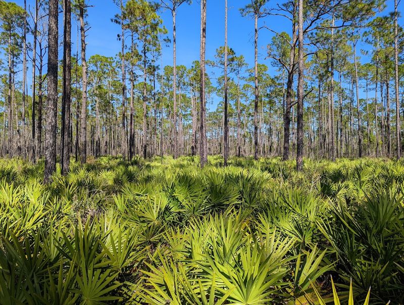 The Florida Scrub Ecosystem