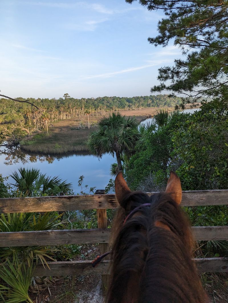 Horse Trails Through Pine Flatwoods