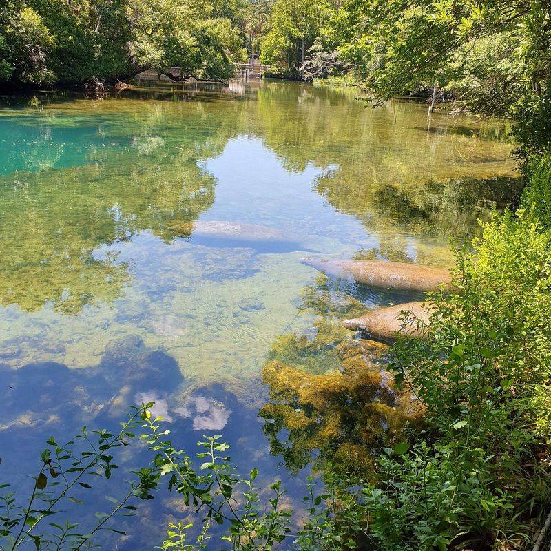Homosassa Springs