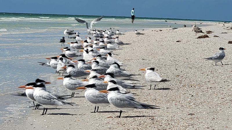 Wildlife Watching Beyond the Beach